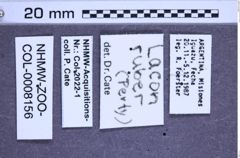 Etiketten zu Lacon ruber (NHMW-ZOO-COL-0008156)